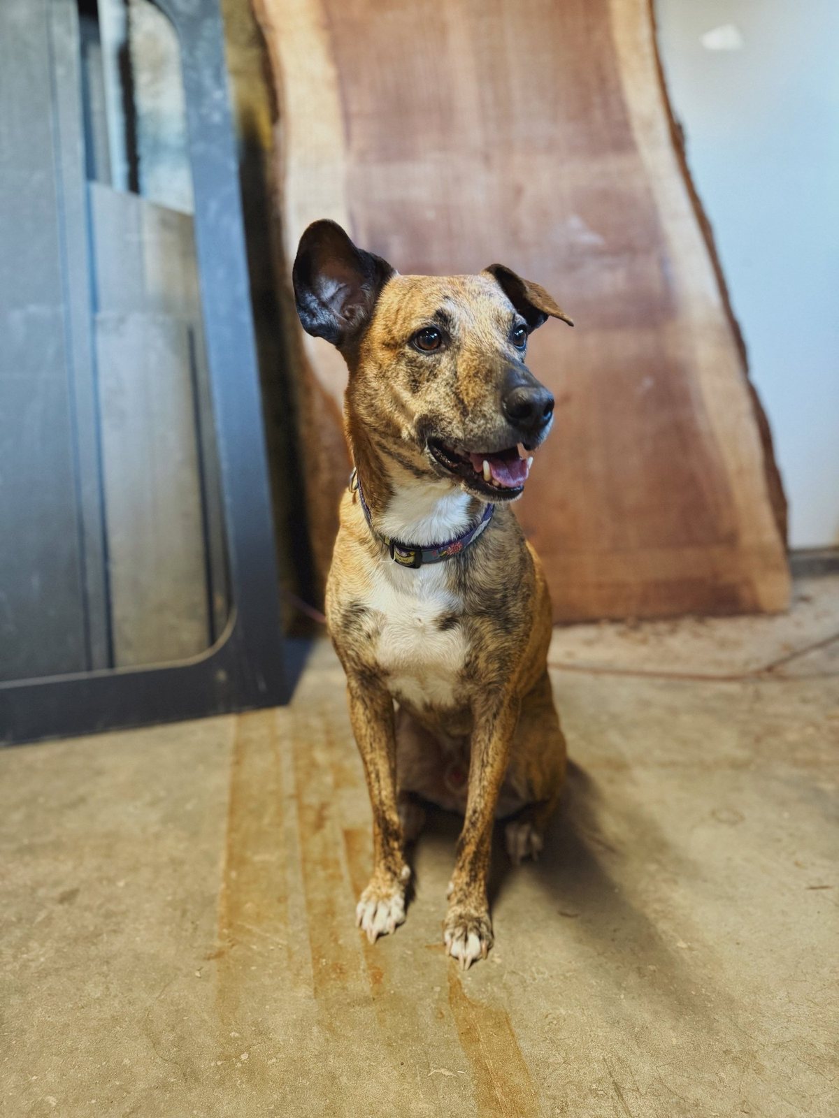 Leland, a brindle shop dog, sitting on the workshop floor beside a walnut slab