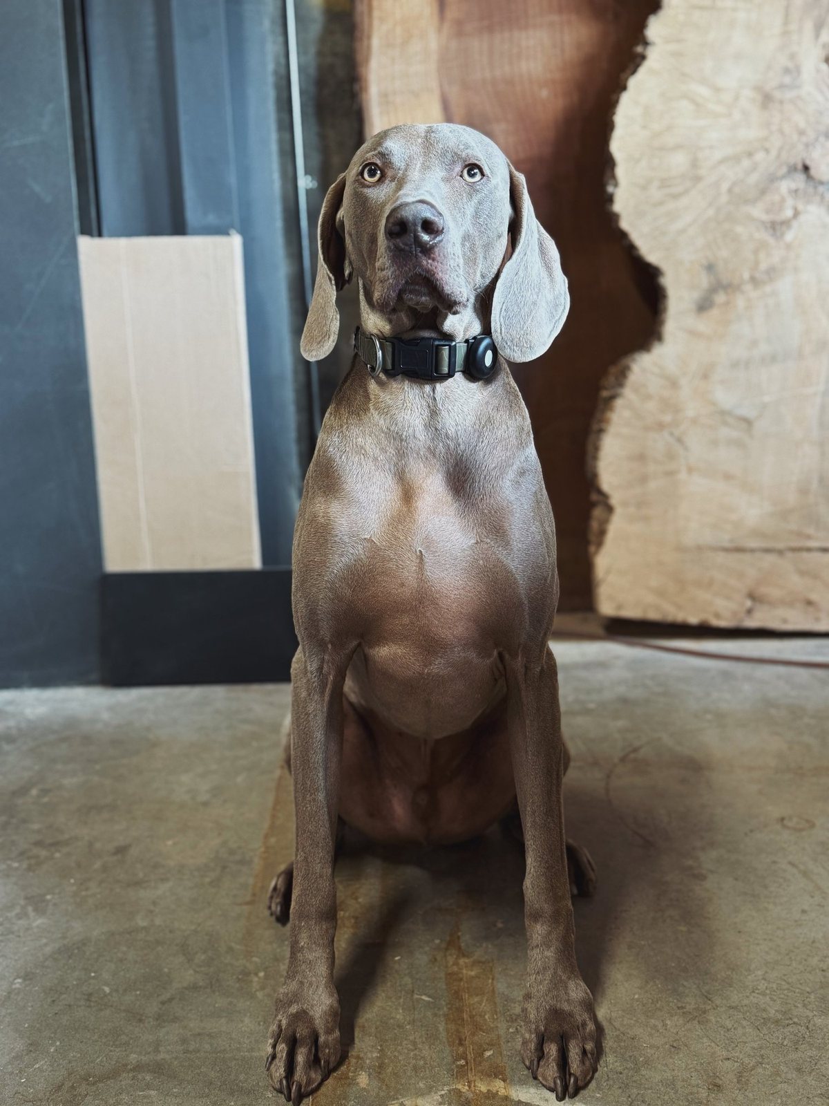 Ned, a brindle shop dog, sitting beside a live-edge slab in the Madera workshop