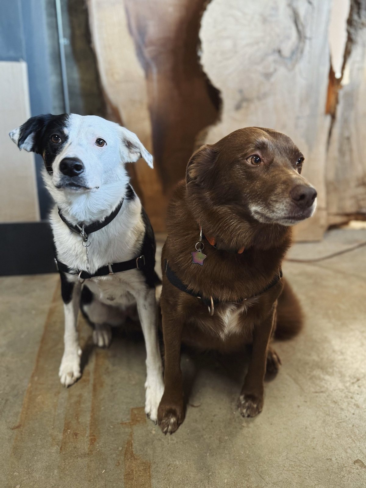 Lily and Mochi, two shop dogs, sitting together in front of live-edge slabs in the workshop