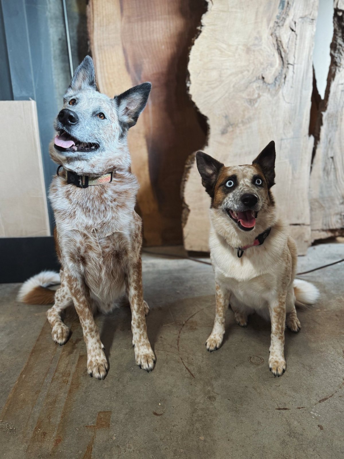 Snoop and Tater Tot, two heeler shop dogs, sitting in the Madera workshop